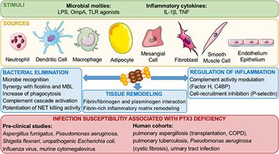 The Long Pentraxin PTX3 as a Humoral Innate Immunity Functional Player and Biomarker of Infections and Sepsis